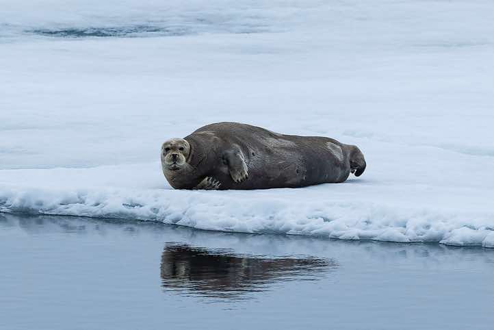 Bearded seal (Erignathus barbatus) resting on sea ice