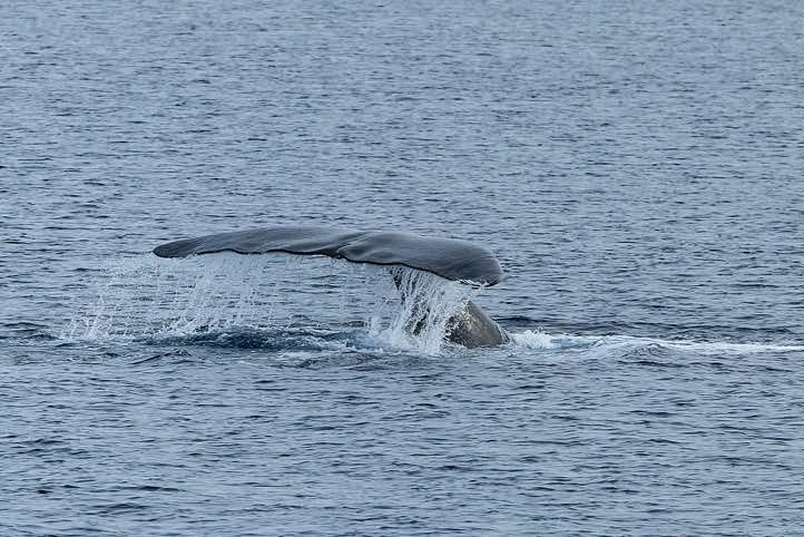 Bowhead whale (Balaena mysticetus) shows its tail fin before diving