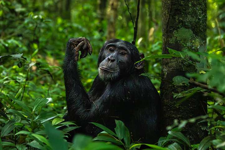 Eastern Chimpanzee (Pan troglodytes schweinfurthii), Kibale National Park