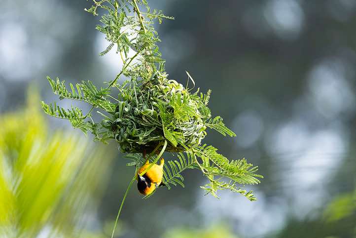Nest building Southern Masked-Weaver (Ploceus velatus)