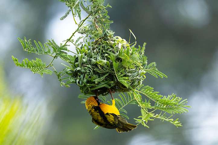 Nest building Southern Masked-Weaver (Ploceus velatus)