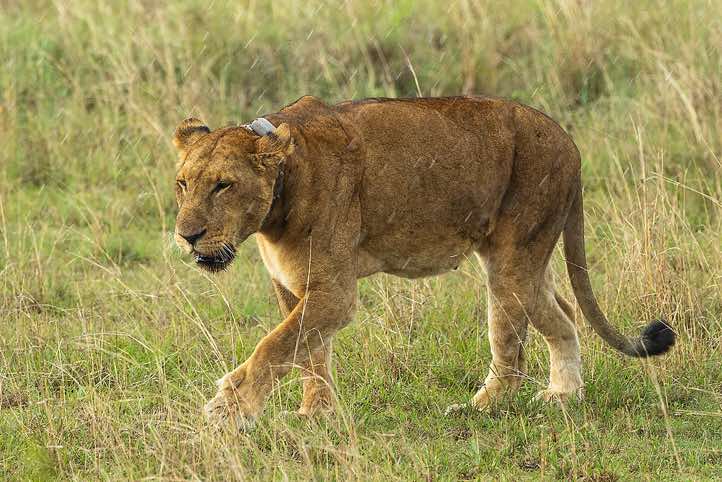 Lion in the rain, Queen Elizabeth National Park