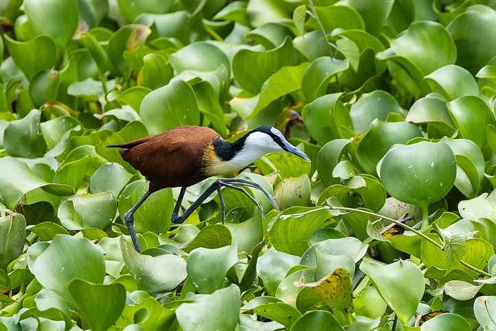 African Jacana (Actophilornis Africanus), Kazinga Channel, Queen Elizabeth National Park
