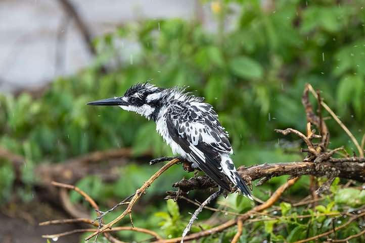 Pied Kingfisher (Ceryle rudis) in the rain, Kazinga Channel, Queen Elizabeth National Park
