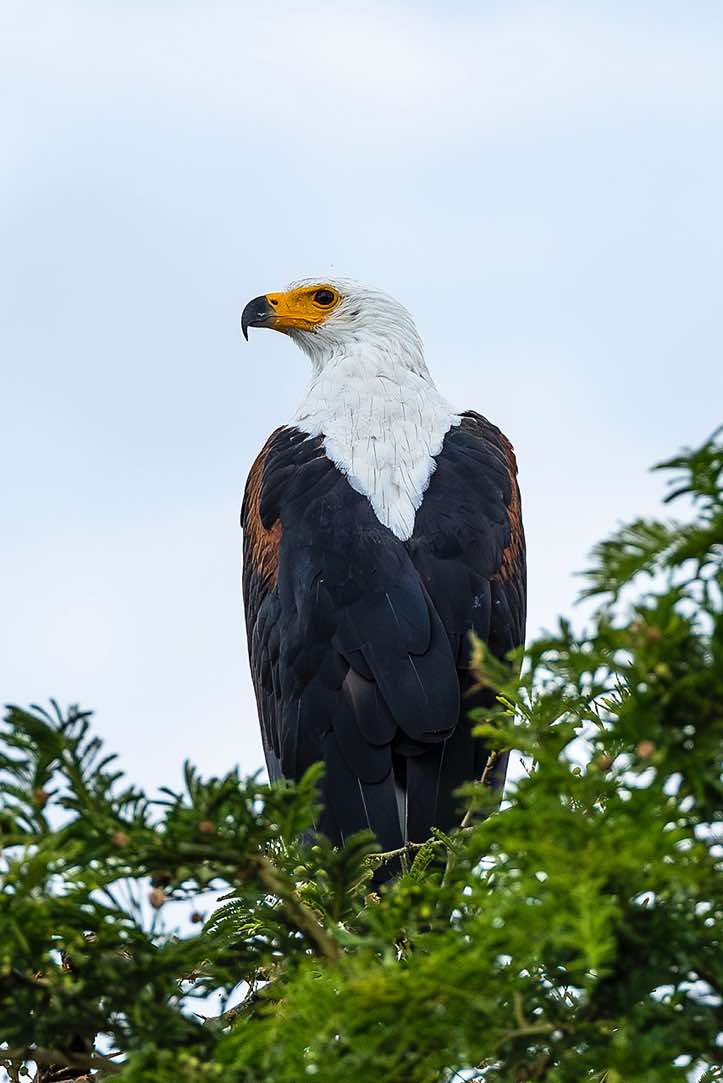 African Fish Eagle (Haliaeetus Vocifer), Kazinga Channel, Queen Elizabeth National Park