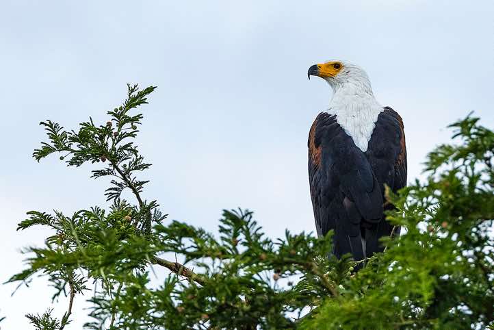 African Fish Eagle (Haliaeetus Vocifer), Kazinga Channel, Queen Elizabeth National Park