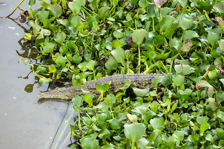 Nile Crocodile (Crocodylus Niloticus), Kazinga Channel, Queen Elizabeth National Park
