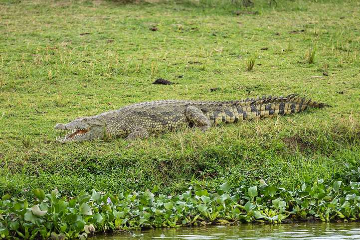 Nile Crocodile (Crocodylus Niloticus), Kazinga Channel, Queen Elizabeth National Park