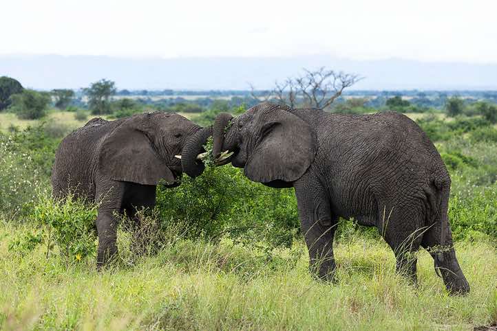 Elephants bonding, Queen Elizabeth National Park