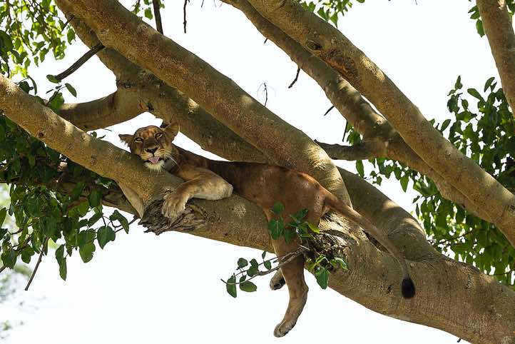 Tree climbing Lion (Panthera leo) shows its tongue, Queen Elizabeth National Park