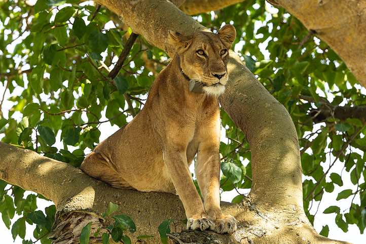 Tree climbing Lion (Panthera leo), Queen Elizabeth National Park