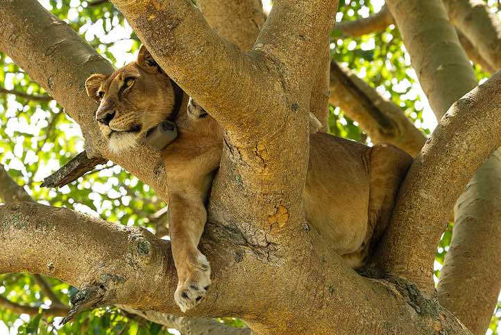 Tree climbing Lion (Panthera leo), Queen Elizabeth National Park