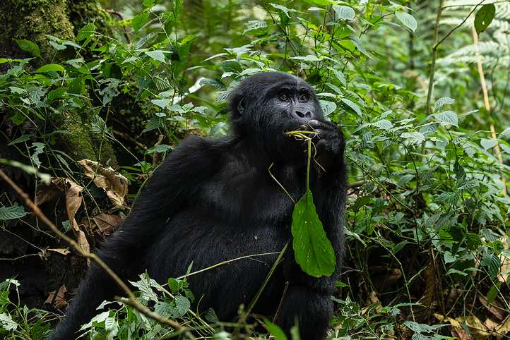 Mountain Gorilla (Gorilla beringei beringei) eating, Habinyanja Gorilla Group, Bwindi Impenetrable National Park