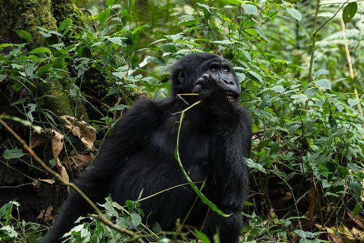 Mountain Gorilla (Gorilla beringei beringei) eating, Habinyanja Gorilla Group, Bwindi Impenetrable National Park