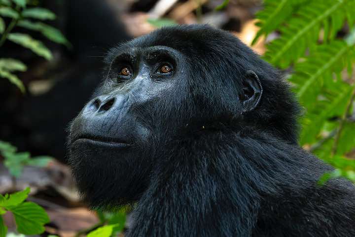 Mountain Gorilla (Gorilla beringei beringei), Habinyanja Gorilla Group, Bwindi Impenetrable National Park