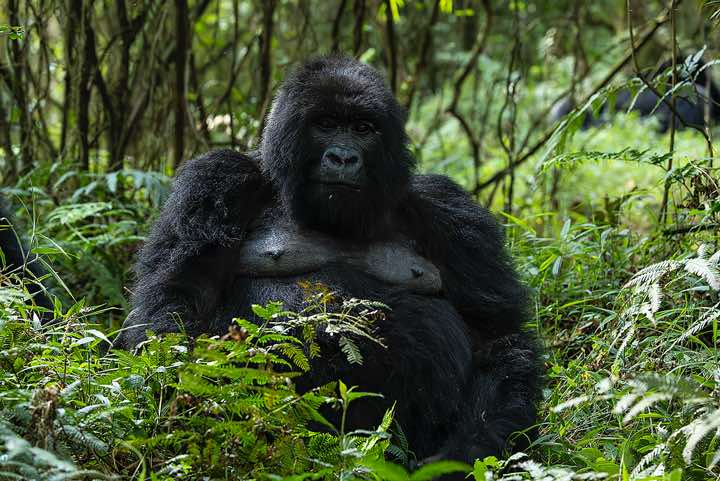Male Mountain Gorilla (Gorilla beringei beringei), Nyakagezi Gorilla Group, Mgahinga Gorilla National Park