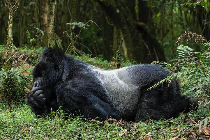 Silverback Mountain Gorilla (Gorilla beringei beringei), Nyakagezi Gorilla Group, Mgahinga Gorilla National Park