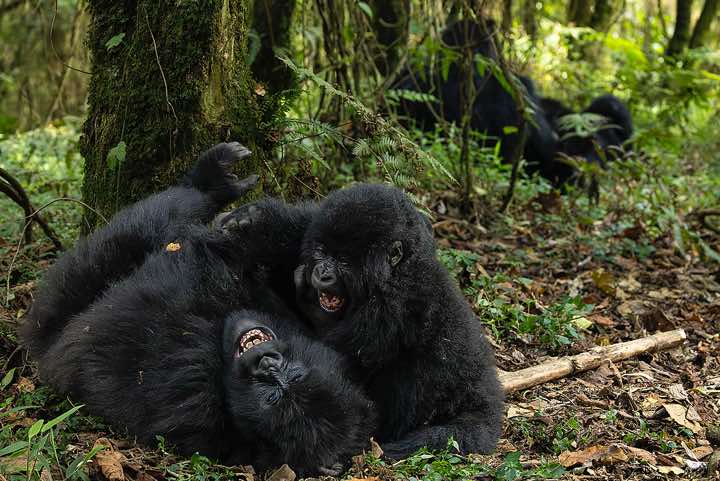 Mountain Gorillas (Gorilla beringei beringei) playing, Nyakagezi Gorilla Group, Mgahinga Gorilla National Park