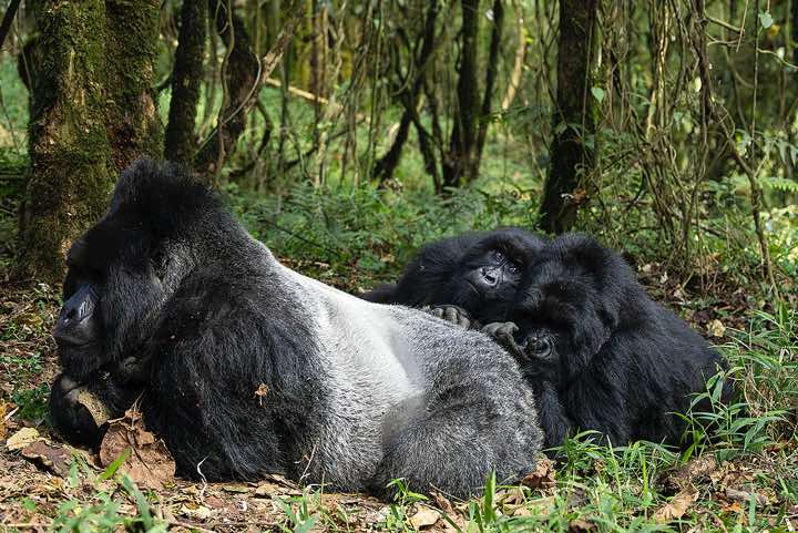 Mountain Gorillas (Gorilla beringei beringei) grooming, Nyakagezi Gorilla Group, Mgahinga Gorilla National Park