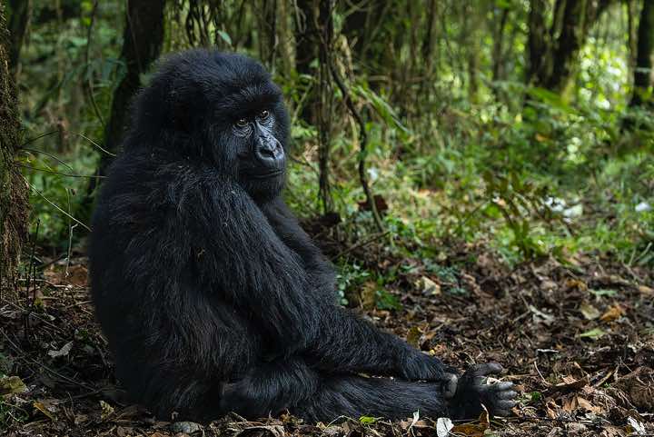 Mountain Gorilla (Gorilla beringei beringei), Nyakagezi Gorilla Group, Mgahinga Gorilla National Park