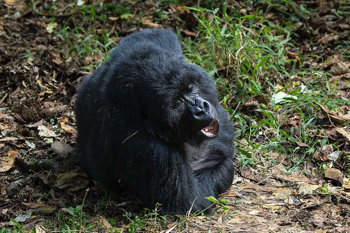 Mountain Gorilla (Gorilla beringei beringei), Nyakagezi Gorilla Group, Mgahinga Gorilla National Park