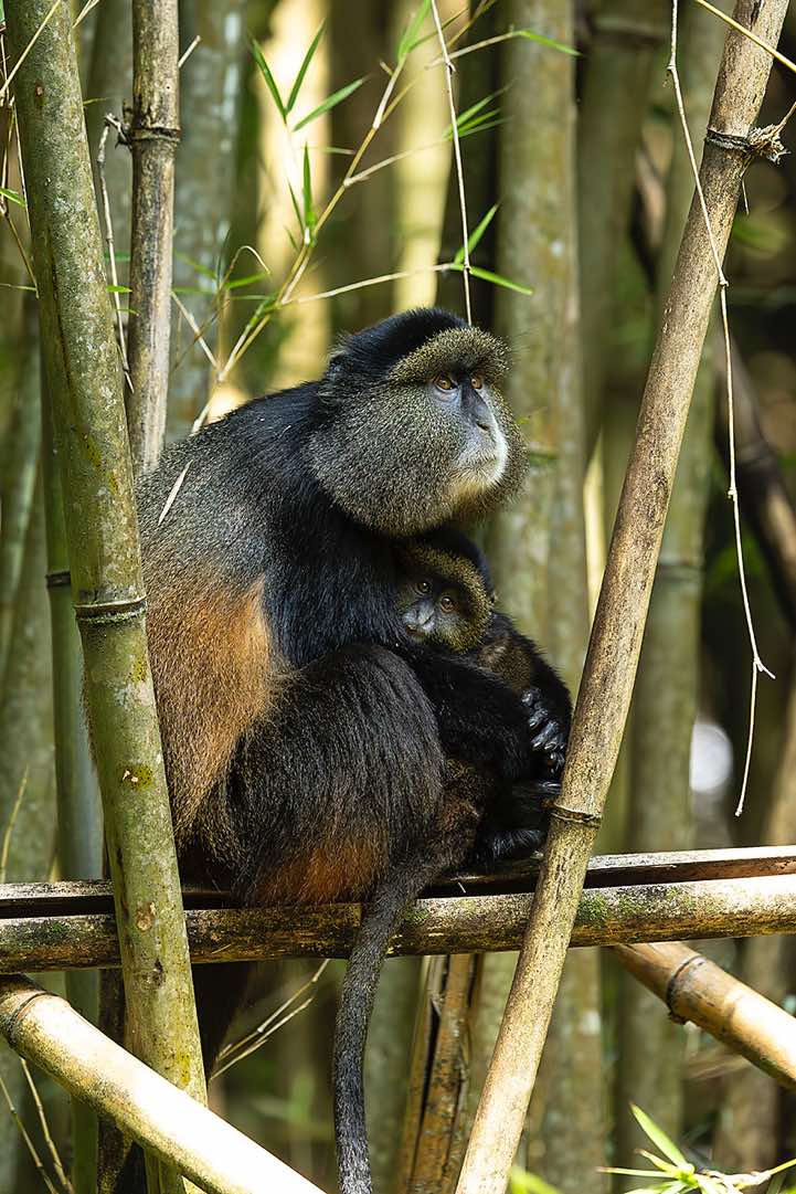 Golden Monkey (Cercopithecus mitis kandti), mother and child, bamboo forest, Mgahinga Gorilla National Park