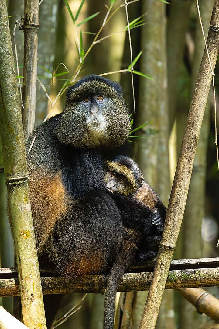 Golden Monkey (Cercopithecus mitis kandti), mother and child, bamboo forest, Mgahinga Gorilla National Park