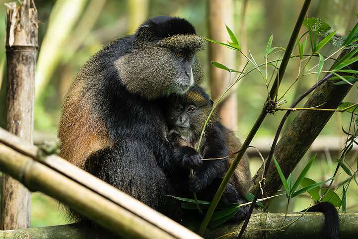 Golden Monkey (Cercopithecus mitis kandti), mother and child, bamboo forest, Mgahinga Gorilla National Park