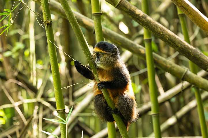 Young Golden Monkey (Cercopithecus mitis kandti) in the bamboo forest, Mgahinga Gorilla National Park