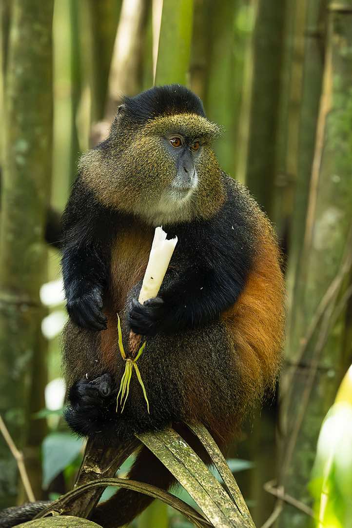 Golden Monkey (Cercopithecus mitis kandti) eating bamboo, Mgahinga Gorilla National Park