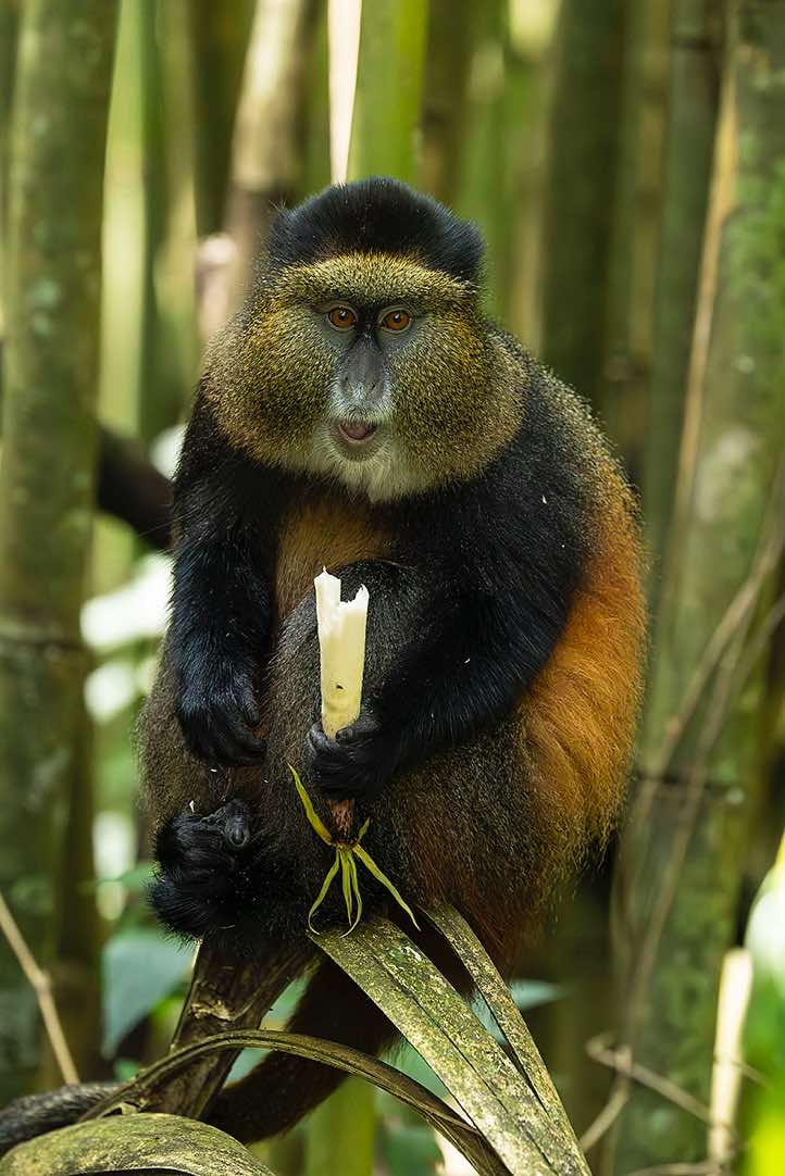 Golden Monkey (Cercopithecus mitis kandti) eating bamboo, Mgahinga Gorilla National Park