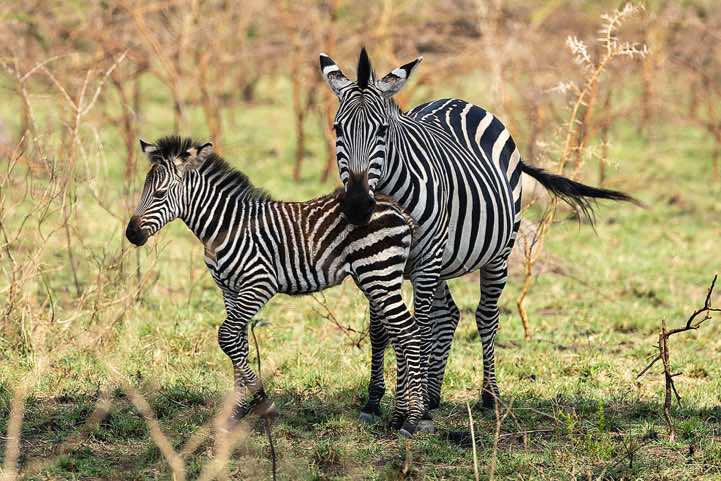Burchell's Zebra (Equus quagga burchellii), mother and foal, Lake Mburo National Park