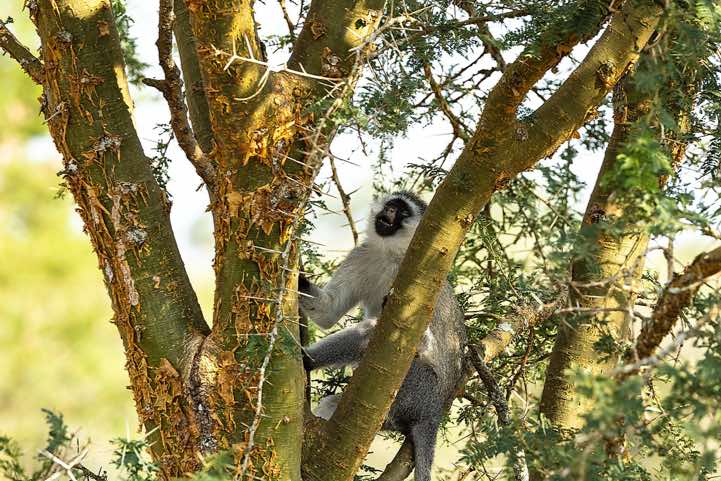 Vervet Monkey (Chlorocebus pygerythrus), Lake Mburo National Park