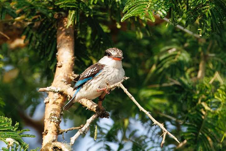 Striped Kingfisher (Halcyon chelicuti), Lake Mburo National Park