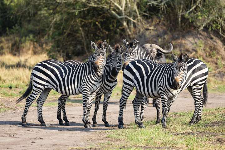 Burchell's Zebras (Equus quagga burchellii), Lake Mburo National Park