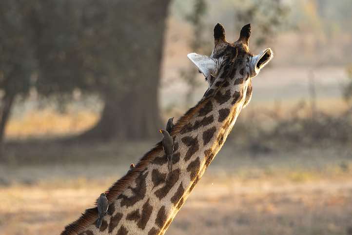 Thornicroft's Giraffe (Giraffa Camelopardalis Thornicrofti) with Red-billed Oxpeckers (Buphagus Erythrorhynchus), South Luangwa National Park