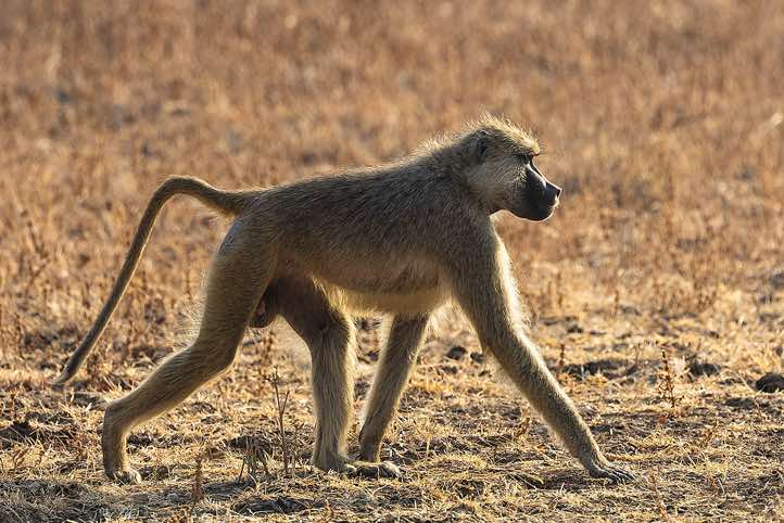 Yellow Baboon (Papio Cynocephalus), South Luangwa National Park