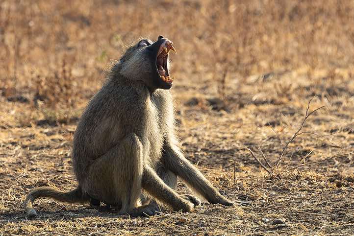 Yellow Baboon (Papio Cynocephalus) shows its teeth, South Luangwa National Park