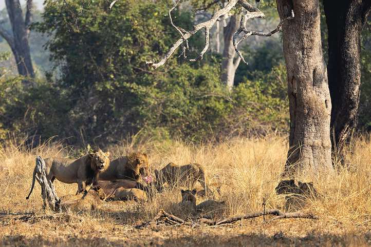 Lions at a kill, South Luangwa National Park