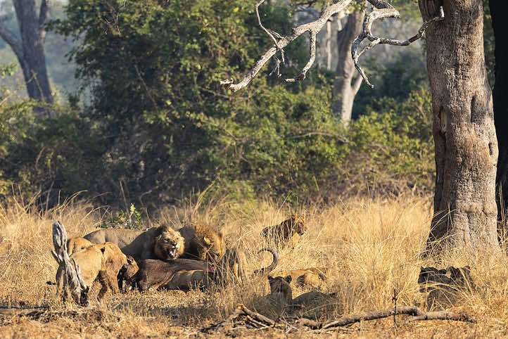 Lions at a kill, South Luangwa National Park