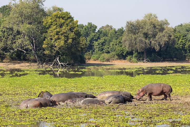 Group of Hippos (Hippopotamus Amphibius), South Luangwa National Park