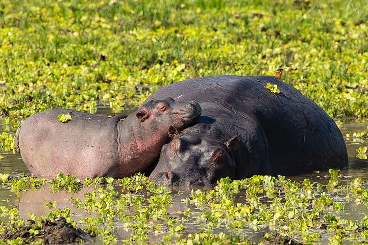 Resting Hippo (Hippopotamus Amphibius) with calf, South Luangwa National Park