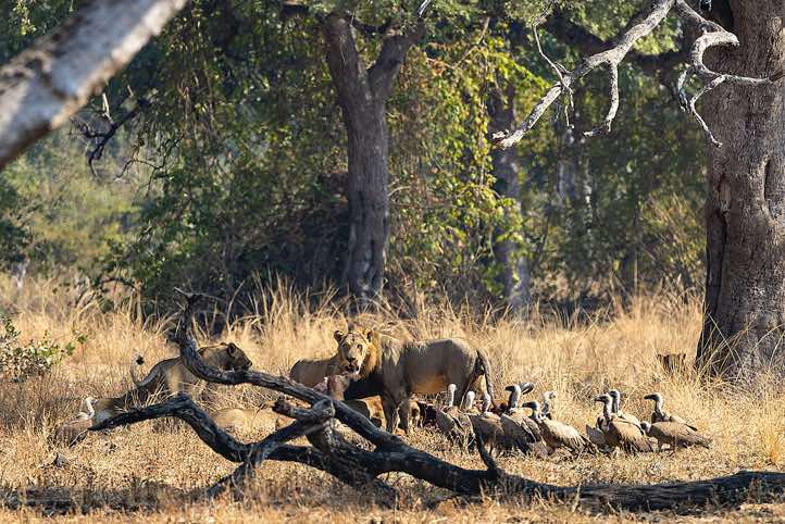 Lions and vultures at a kill, South Luangwa National Park