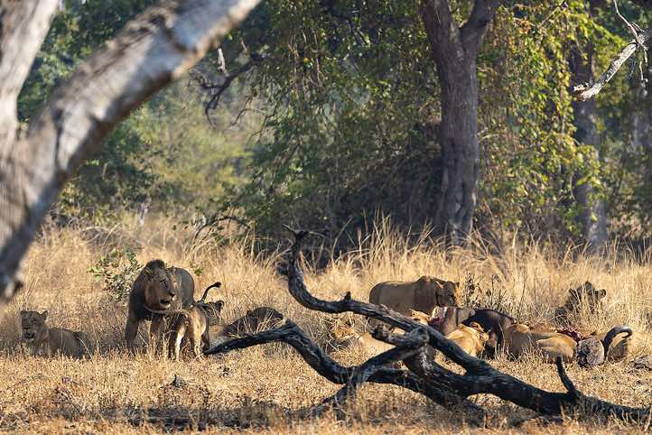 Lions at a kill, South Luangwa National Park