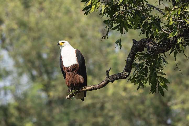 African Fish Eagle (Haliaeetus Vocifer), South Luangwa National Park