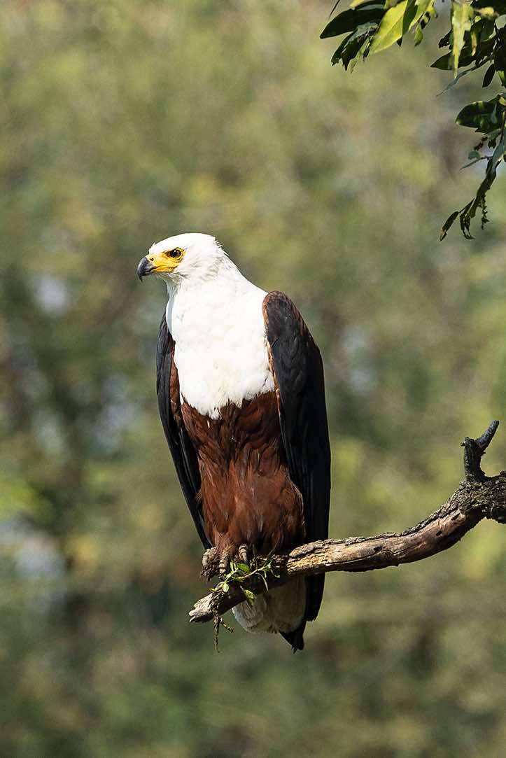 African Fish Eagle (Haliaeetus Vocifer), South Luangwa National Park