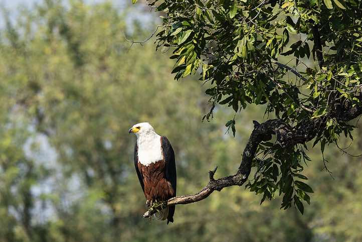 African Fish Eagle (Haliaeetus Vocifer), South Luangwa National Park
