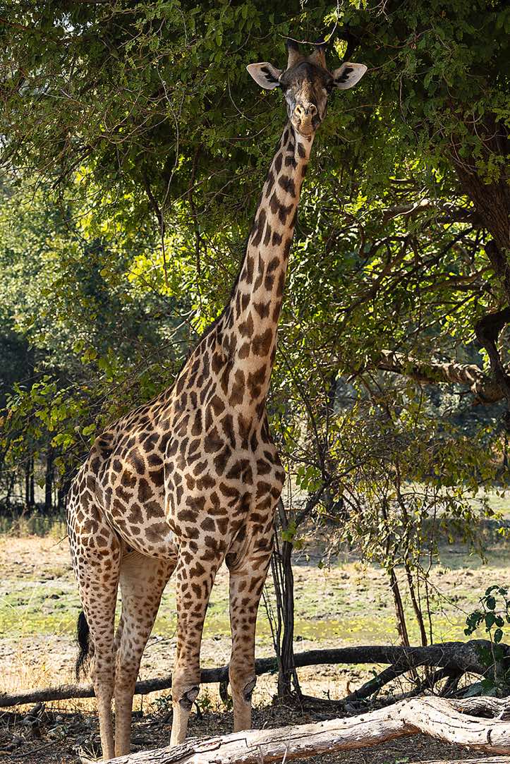 Thornicroft's Giraffe (Giraffa Camelopardalis Thornicrofti), South Luangwa National Park