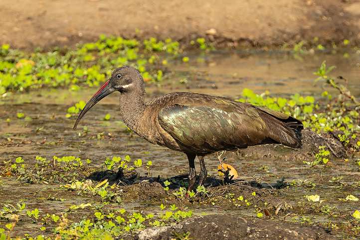 Hadada or Hadeda Ibis (Bostrychia Hagedash), South Luangwa National Park