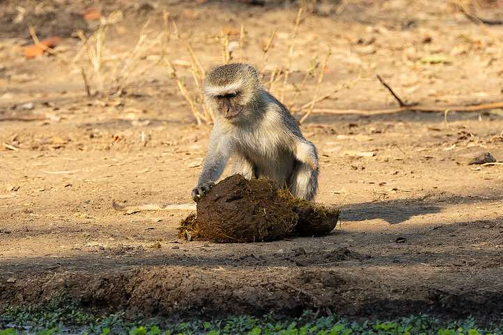 Vervet Monkey (Chlorocebus Pygerythrus) digging through elephant dung for seeds, South Luangwa National Park